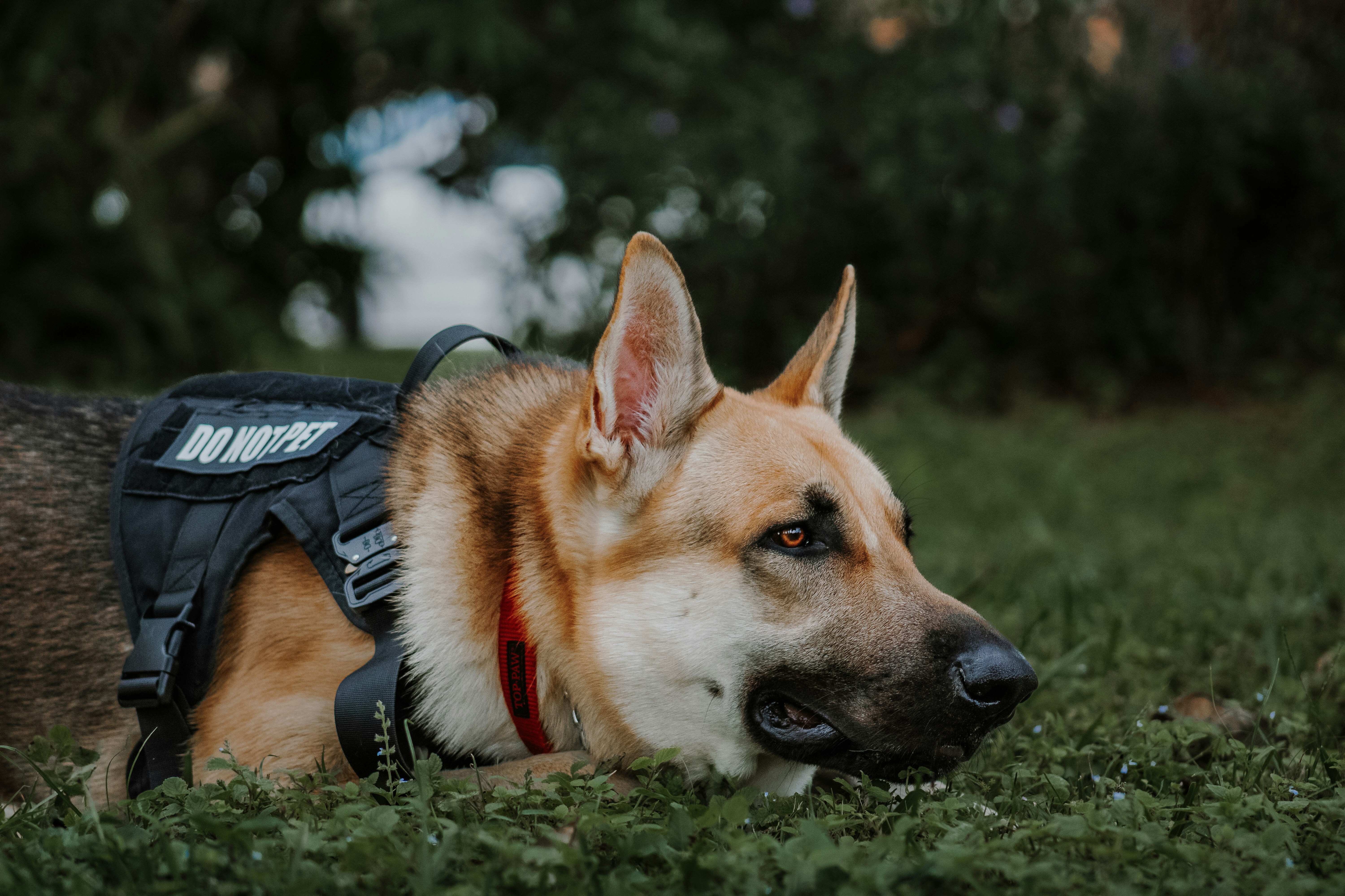 a dog laying in the grass wearing a vest